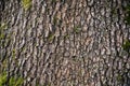 tree with moss on roots in a green forest or moss on tree trunk. Tree bark with green moss. Azerbaijan nature.