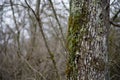 tree with moss on roots in a green forest or moss on tree trunk. Tree bark with green moss. Azerbaijan nature. Royalty Free Stock Photo