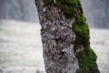 tree with moss on roots in a green forest or moss on tree trunk. Tree bark with green moss. Azerbaijan nature. Royalty Free Stock Photo