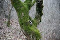 tree with moss on roots in a green forest or moss on tree trunk. Tree bark with green moss. Azerbaijan nature. Royalty Free Stock Photo