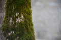 tree with moss on roots in a green forest or moss on tree trunk. Tree bark with green moss. Azerbaijan nature. Royalty Free Stock Photo