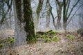 tree with moss on roots in a green forest or moss on tree trunk. Tree bark with green moss. Azerbaijan nature. Royalty Free Stock Photo