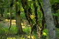 tree with moss on roots in a green forest or moss on tree trunk. Tree bark with green moss. Azerbaijan nature. Royalty Free Stock Photo