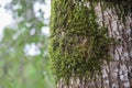 tree with moss on roots in a green forest or moss on tree trunk. Tree bark with green moss. Azerbaijan nature. Royalty Free Stock Photo