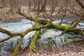 Tree with moss in the winter forest Royalty Free Stock Photo