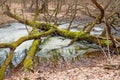 Tree with moss in the winter forest Royalty Free Stock Photo