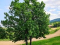 Tree on moun Royalty Free Stock Photo