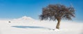 The tree and Mount Erciyes Royalty Free Stock Photo