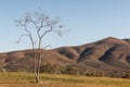Tree with Mountain in Background in Chula Vista, California Royalty Free Stock Photo