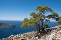 Tree on a mountain with a beautiful view of the sea in Panormitis, Symi island, Greece. Royalty Free Stock Photo