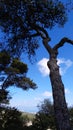 Tree in The Mountain Carmel Royalty Free Stock Photo