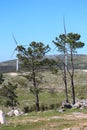 Tree in a Mountain