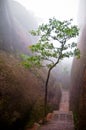Tree in a mountain path Royalty Free Stock Photo