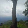 The tree at mountain peak that withstood time