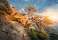 Tree on the mountain at sunrise. Colorful landscape