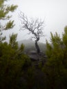 Tree in the mountains coveres in mist Royalty Free Stock Photo