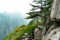 The tree with mountains and fog on background of Huangshan, Anhui, China