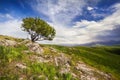 Tree in the mountains Royalty Free Stock Photo