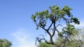 Tree moved by the wind