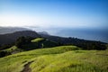 Tree on Mt Tamalpais Spring