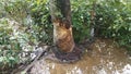 Tree in the mud and water with beaver bite marks