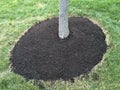 Tree Mulch Royalty Free Stock Photo