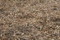 Tree Mulch gardening background Royalty Free Stock Photo