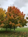 A tree with multi-colored autumn leaves. Beauty of autumn. Royalty Free Stock Photo