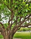 Tree With Multiple Trunks