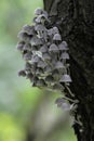 Tree mushroom