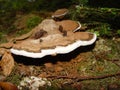 Tree mushroom
