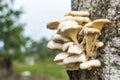 Tree mushroom Royalty Free Stock Photo