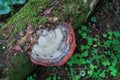 Tree mushroom chaga fungus growing on tree trunk Royalty Free Stock Photo