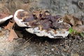 Tree mushroom. Royalty Free Stock Photo