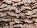 Tree mushroom. Interesting texture. Wavy background Royalty Free Stock Photo