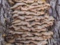 Tree mushroom. Interesting texture. Wavy background Royalty Free Stock Photo