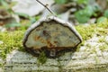 Tree mushroom in an old fallen, with moss covered birch Royalty Free Stock Photo