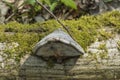 Tree mushroom in an old fallen, with moss covered birch Royalty Free Stock Photo