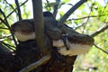 A tree mushroom on the strength of a large branch of an apple tree