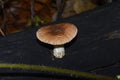 tree mushroom on the tree thunk Royalty Free Stock Photo