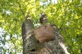 Tree mushroom up Royalty Free Stock Photo