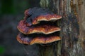 Tree mushrooms close up Royalty Free Stock Photo