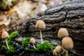 Tree mushrooms and fungus and moss Royalty Free Stock Photo