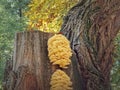 Tree mushrooms growing on a chestnut stalk. Chicken of the woods (Laetiporus Sulphureus Royalty Free Stock Photo