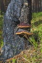 Tree mushrooms on a pine trunk burnt after a forest fire
