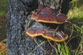Tree mushrooms on a pine trunk burnt after a forest fire