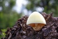 Tree mushrooms. Silky edible plate mushroom Volvariella bombycina growing on dead rotten wood. A rare species of fungus growing in Royalty Free Stock Photo