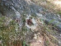 A tree with mushrooms and slime from snails and slugs