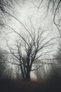 Tree in mysterious Halloween forest with fog Royalty Free Stock Photo