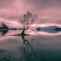 Tree on n the shores of Lake Wanaka New Zealand